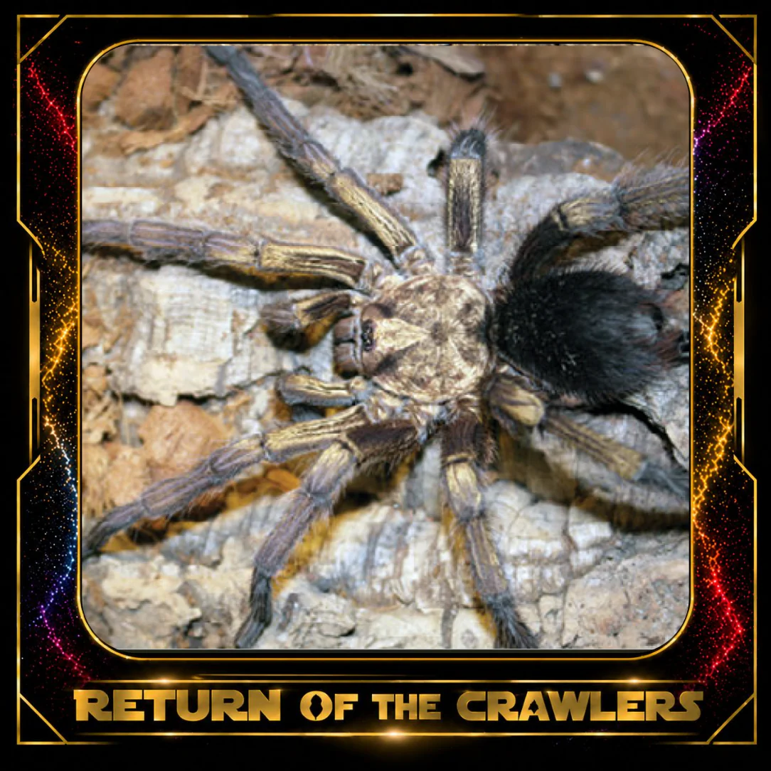 New World Tarantulas