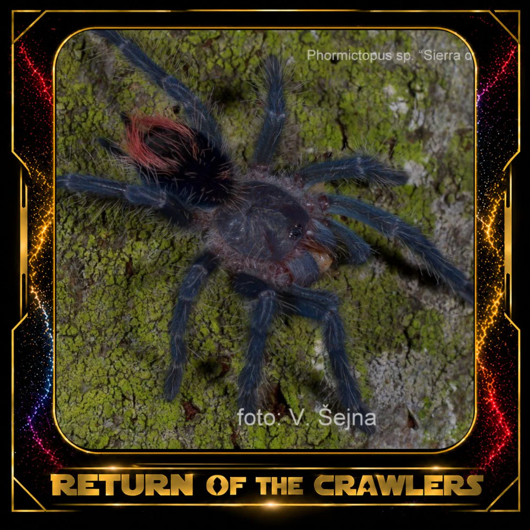 Available Wholesale Invertebrates