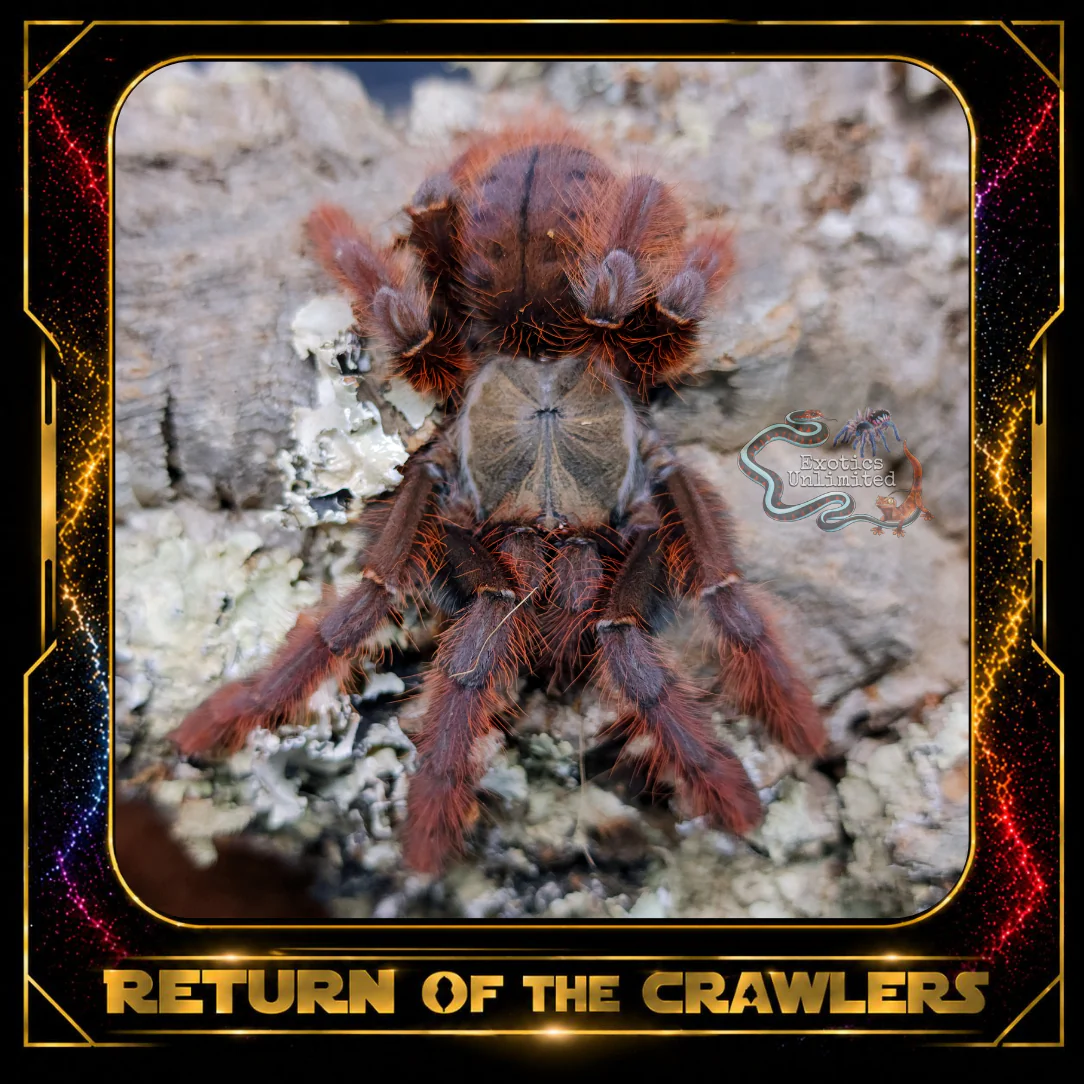 Crawlers Items ONLY