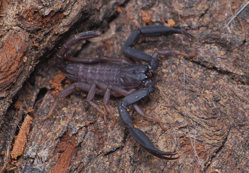 Return of the Crawlers